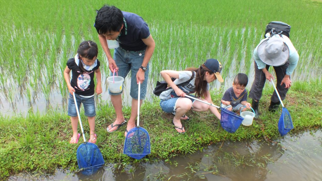 親子で楽しめる「田んぼの生きもの調査」の様子